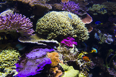 Close-up of coral in sea