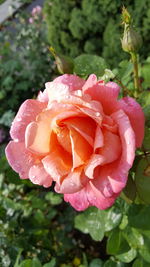 Close-up of wet rose blooming outdoors