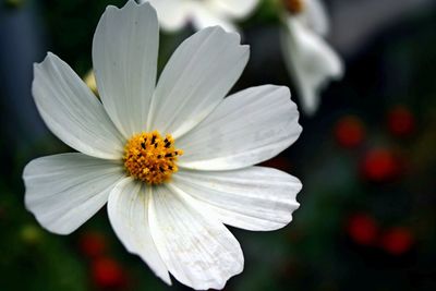 Close-up of white flowering plant