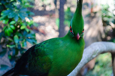 Close-up of a parrot