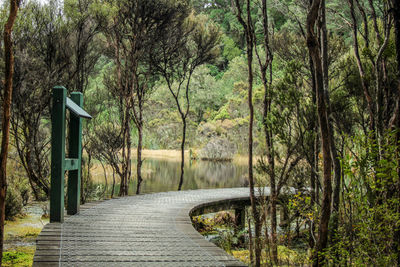 Footpath amidst trees in forest