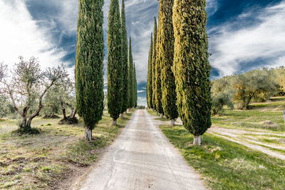 Dirt road leading through trees