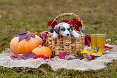 High angle view of puppy in basket