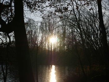 Silhouette trees by lake in forest against sky during sunset