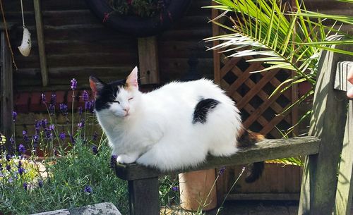 Portrait of cat on plants