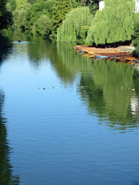 Swan swimming in lake