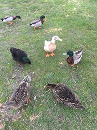 Birds on grassy field