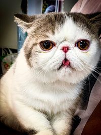 Close-up portrait of a cat