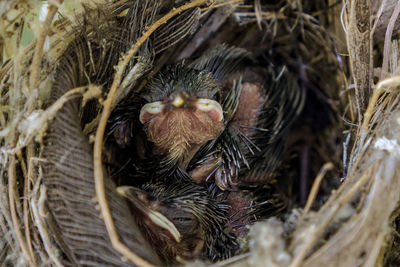 Close-up of a animal