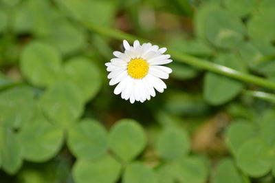 Close-up of white daisy flower