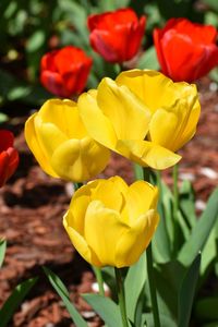 Close-up of yellow tulips