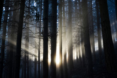 Scenic view of forest during sunset