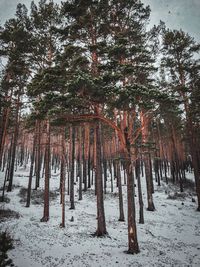Trees on snow covered field during winter