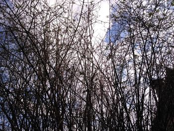 Low angle view of silhouette bare trees against sky