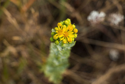 Close-up of yellow flowering plant on field