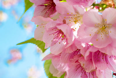 Close-up of pink flowers on tree