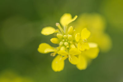 Close-up of yellow flower