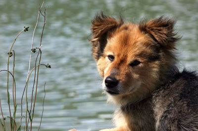 Portrait of dog looking away