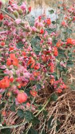 Close-up of flowers blooming on plant