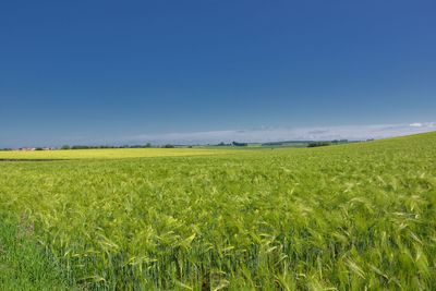 Scenic view of agricultural field against clear blue sky