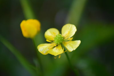 Close-up of yellow flowering plant