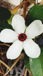 Close-up of white flowers