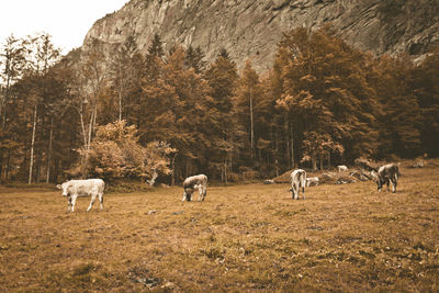 Cows grazing on grassy field against rocky mountain