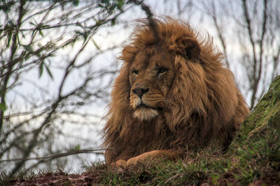 Close-up of lion on branch