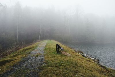 Trees in foggy weather