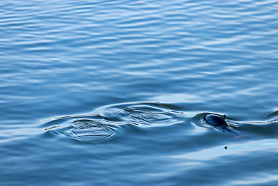 Close-up of water swimming in lake