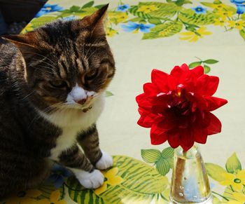 Close-up of cat on table