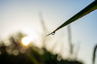 sunlight