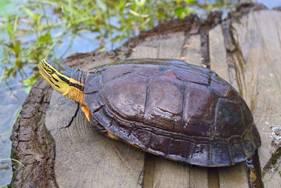 Pop up turtle head