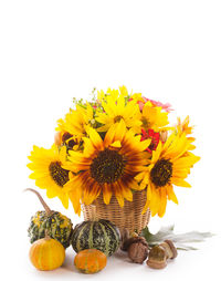 Close-up of sunflowers against white background