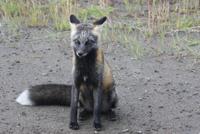 Arctic fox