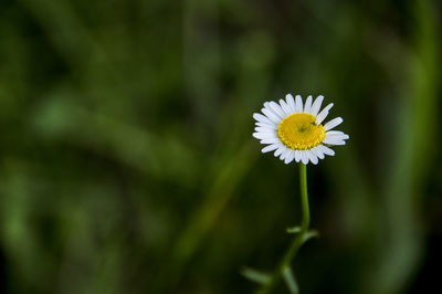 Close-up of white flowering plant