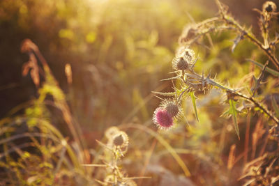 Thistle blooming outdoors