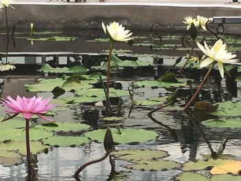 Close-up of lotus water lily in lake