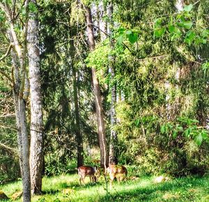 Trees on field in forest