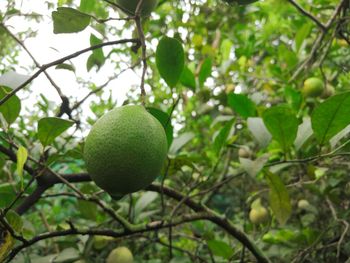 Close-up of fruit growing on tree