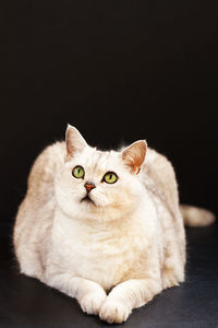 Close-up of cat sitting against black background