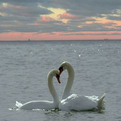 Swan swimming in sea against sky during sunset