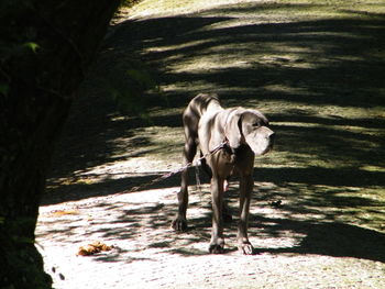 Dog standing on tree