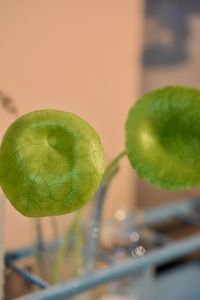 Close-up of green fruit on plant