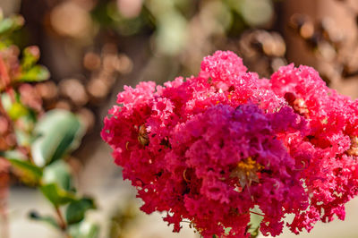 Close-up of pink flowers