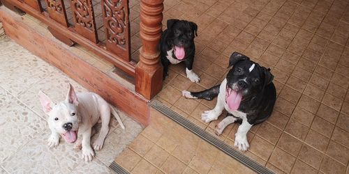 High angle view of dogs on floor