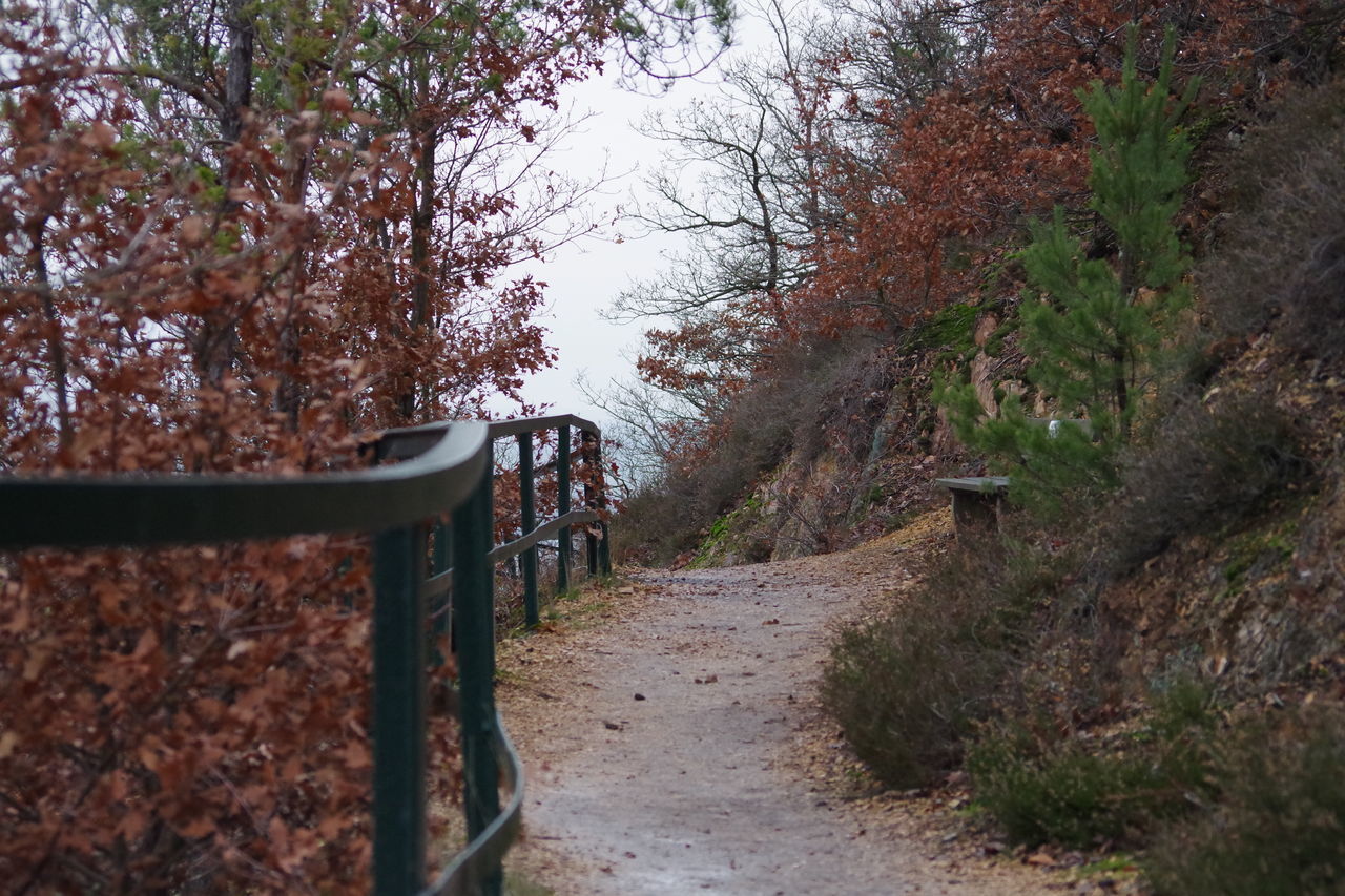 ROAD AMIDST TREES IN FOREST