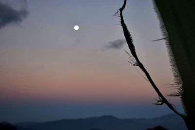 Silhouette tree against sky at sunset