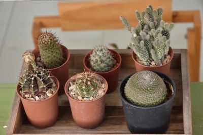 Close-up of potted plants on table