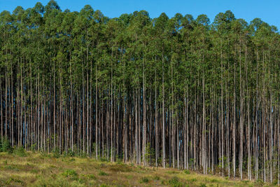 Trees growing on field in forest against sky